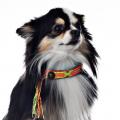 Halsband Ginger – Bild 4