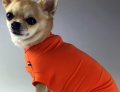 Shirt Orange – Bild 3