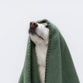 Hundedecke Soft Fleece Dusty Green – Bild 5