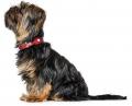 Halsband Love mit Herzen Rot – Bild 6