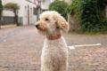 Lederhalsband Ciao Mamma Altrosa – Bild 4