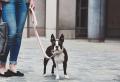 Halsband Como Graphit – Bild 5