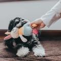 Hundespielzeug Muli Hase Farbig – Bild 3