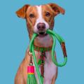 Halsband Georgia – Bild 5