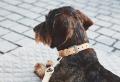 Bergamo Halsband Nature – Bild 3