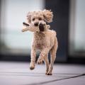 Hundespielzeug Doggy Dog oder Doggy Dog Jr., Beige – Bild 4