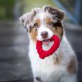 Hundespielzeug Mini Heart, Rot – Bild 3