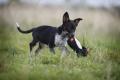 Hundespielzeug Poldi Pinguin – Bild 3
