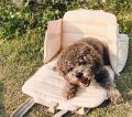 Everywhere Hundetasche Sand – Bild 3