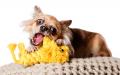 Hundespielzeug Leo Löwe – Bild 4