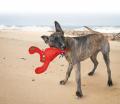 Hundespielzeug Belly Flops – Bild 2