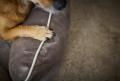 Classic Hundebett OXFORD, ORTHO – Bild 3