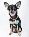 Bondi Beach Hundehalskette Pink – Bild 4