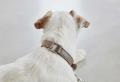 Halsband Como Rosenquarz – Bild 2