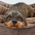 Cosy Dog Bed Deluxe Braun - Hundebett für Dackel und kleine Hunde – Bild 5