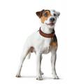 Halsband Cody Cognac/Dunkelbraun – Bild 3