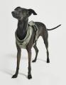 Modena Hundegeschirr Grolive – Bild 3
