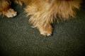 Hundebett Teddy Green – Bild 5
