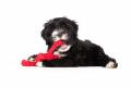 Hundespielzeug Hugo Hummer Jr. gross – Bild 2