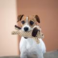 Hundespielzeug Doggy Dog oder Doggy Dog Jr., Beige – Bild 5