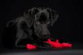 Hundespielzeug Hugo Hummer Jr. gross – Bild 3