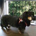 Buddy Belt Geschirr Elite Coral Dream – Bild 2