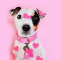 Halsband Sweety Pink – Bild 2