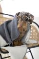 Hundedecke REVERSO, Grey – Bild 4