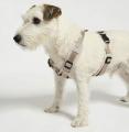 Modena Hundegeschirr Greige – Bild 2