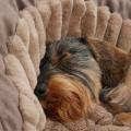 Cosy Dog Bed Deluxe Braun - Hundebett für Dackel und kleine Hunde – Bild 3