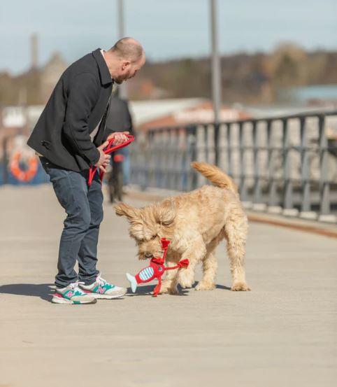 Hundespielzeug Hummer – Bild 3