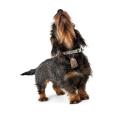 Halsband Lucca Alu-Strong Walnuss/Grau – Bild 4