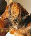 Halsband Indi Moon – Bild 5