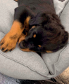 Hundebett Indy Rose – Bild 5