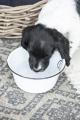 Fressnapf für Hunde – Bild 2