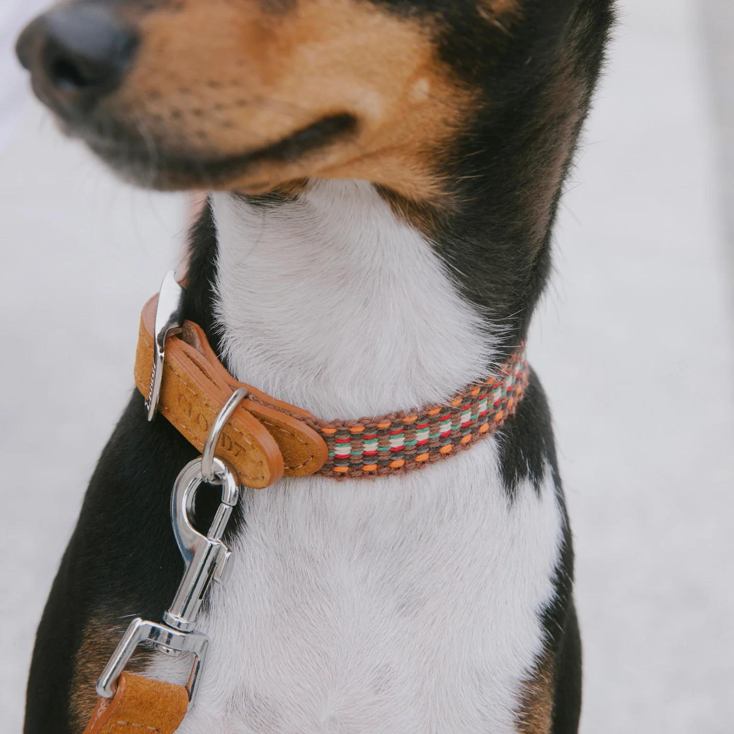 Hundehalsband Prater Sunset – Bild 3